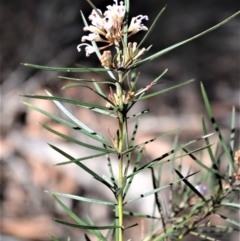 Grevillea linearifolia (Linear Leaf Grevillea) at Bamarang Nature Reserve - 24 Aug 2020 by plants
