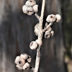 Eucalyptus agglomerata (Blue-leaved Stringybark) at Bamarang Nature Reserve - 24 Aug 2020 by plants