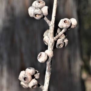 Eucalyptus agglomerata at Bamarang, NSW - 25 Aug 2020 01:42 AM