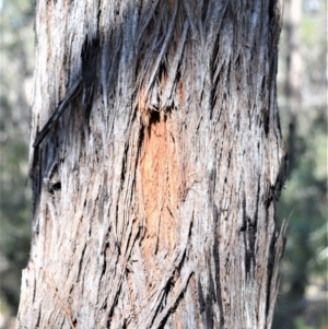 Eucalyptus agglomerata at Bamarang, NSW - 25 Aug 2020
