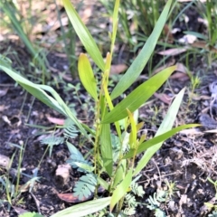 Acacia longifolia subsp. longifolia (Sydney Golden Wattle) at Bamarang Nature Reserve - 24 Aug 2020 by plants