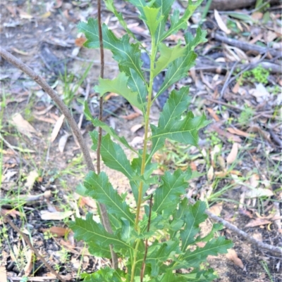 Telopea speciosissima (NSW Waratah) at Bamarang, NSW - 24 Aug 2020 by plants