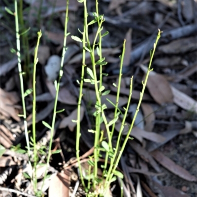 Amperea xiphoclada (Broom Spurge) at Bamarang, NSW - 25 Aug 2020 by plants