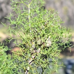 Petrophile sessilis (Conesticks) at Bamarang, NSW - 24 Aug 2020 by plants