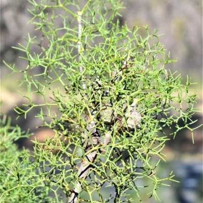 Petrophile sessilis (Conesticks) at Bamarang, NSW - 24 Aug 2020 by plants