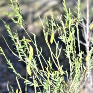 Bossiaea heterophylla at Bamarang, NSW - 25 Aug 2020