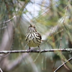 Pyrrholaemus sagittatus (Speckled Warbler) at Albury - 22 Aug 2020 by DamianMichael