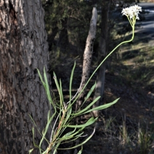 Conospermum longifolium subsp. mediale at Bamarang, NSW - 25 Aug 2020