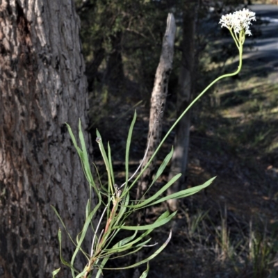 Conospermum longifolium subsp. mediale (Long Leaf Smoke Bush) at Bamarang, NSW - 25 Aug 2020 by plants