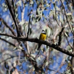 Pachycephala pectoralis (Golden Whistler) at Urana Road Bushland Reserves - 22 Aug 2020 by Damian Michael