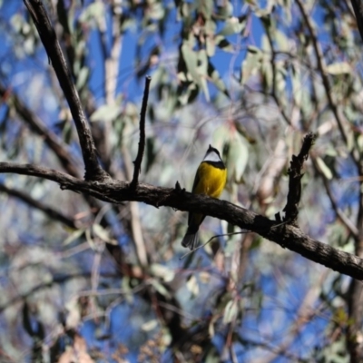 Pachycephala pectoralis (Golden Whistler) at Albury - 22 Aug 2020 by DamianMichael