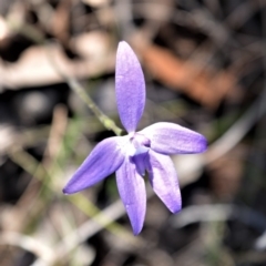 Glossodia major (Wax Lip Orchid) at Bamarang, NSW - 24 Aug 2020 by plants