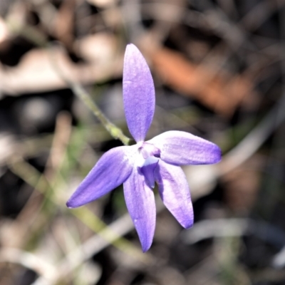 Glossodia major (Wax Lip Orchid) at Bamarang Nature Reserve - 24 Aug 2020 by plants