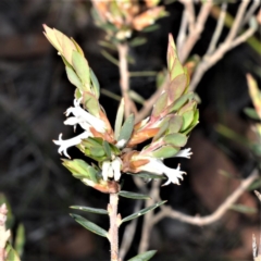 Brachyloma daphnoides (Daphne Heath) at Bamarang, NSW - 24 Aug 2020 by plants