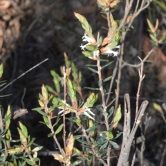 Brachyloma daphnoides at Bamarang, NSW - 25 Aug 2020