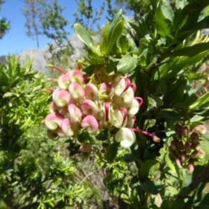 Grevillea iaspicula at Wee Jasper, NSW - 1 Nov 2017