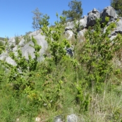 Grevillea iaspicula at Wee Jasper, NSW - 1 Nov 2017