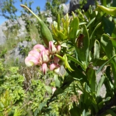 Grevillea iaspicula at Wee Jasper, NSW - 1 Nov 2017