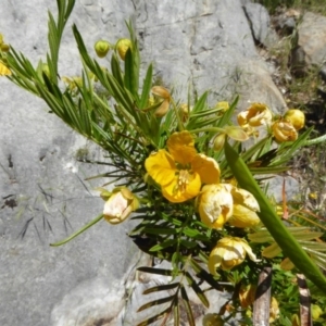 Senna aciphylla at Wee Jasper, NSW - 1 Nov 2017 10:17 AM