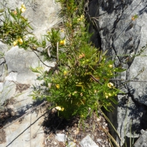 Senna aciphylla at Wee Jasper, NSW - 1 Nov 2017 10:17 AM