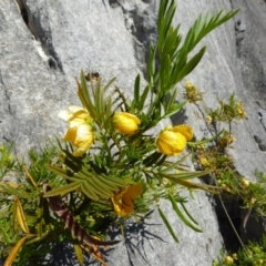 Senna aciphylla at Wee Jasper, NSW - 1 Nov 2017 10:17 AM