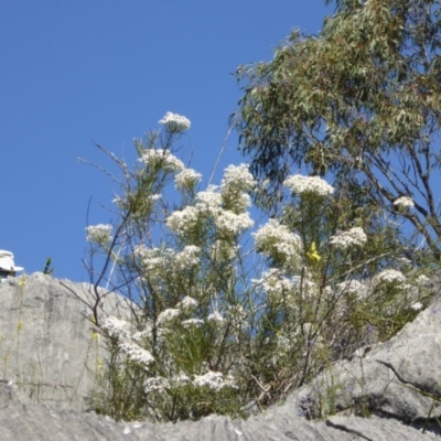 Olearia rosmarinifolia at Wee Jasper, NSW - 31 Oct 2017 by AndyRussell