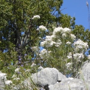 Olearia rosmarinifolia at Wee Jasper, NSW - 1 Nov 2017