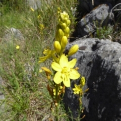 Bulbine glauca (Rock Lily) at Wee Jasper, NSW - 31 Oct 2017 by AndyRussell
