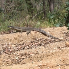 Varanus varius (Lace Monitor) at Hamilton Valley, NSW - 1 Nov 2007 by DamianMichael