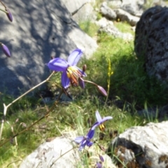 Dianella revoluta var. revoluta (Black-Anther Flax Lily) at Wee Jasper, NSW - 1 Nov 2017 by AndyRussell