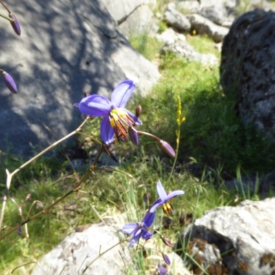 Dianella revoluta var. revoluta (Black-Anther Flax Lily) at Wee Jasper, NSW - 1 Nov 2017 by AndyRussell