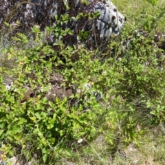 Rubus parvifolius (Native Raspberry) at Wee Jasper, NSW - 1 Nov 2017 by AndyRussell