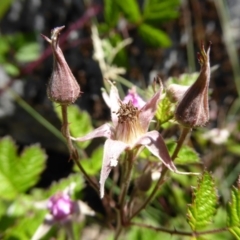 Rubus parvifolius at Wee Jasper, NSW - 1 Nov 2017