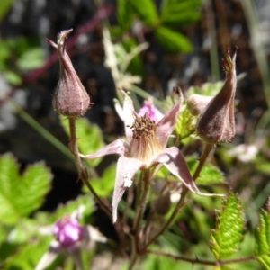 Rubus parvifolius at Wee Jasper, NSW - 1 Nov 2017