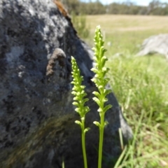 Microtis unifolia (Common Onion Orchid) at Wee Jasper, NSW - 1 Nov 2017 by AndyRussell