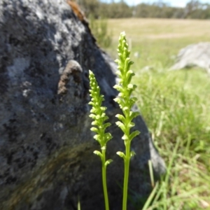 Microtis unifolia at Wee Jasper, NSW - suppressed