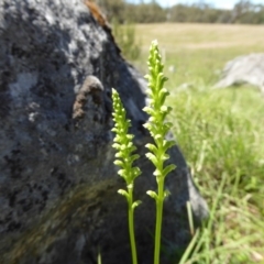 Microtis unifolia (Common onion orchid) at Wee Jasper, NSW - 31 Oct 2017 by AndyRussell