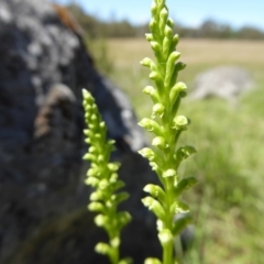 Microtis unifolia at Wee Jasper, NSW - suppressed