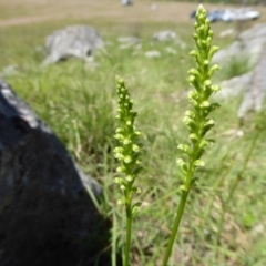 Microtis unifolia at Wee Jasper, NSW - 1 Nov 2017