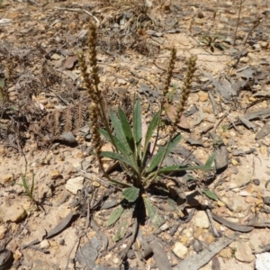 Plantago varia at Wee Jasper, NSW - 1 Nov 2017