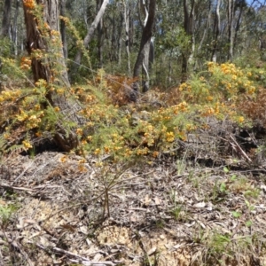 Dillwynia phylicoides at Wee Jasper, NSW - 1 Nov 2017