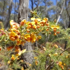 Dillwynia phylicoides at Wee Jasper, NSW - 1 Nov 2017