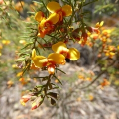 Dillwynia phylicoides at Wee Jasper, NSW - 1 Nov 2017