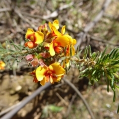 Dillwynia phylicoides at Wee Jasper, NSW - 1 Nov 2017