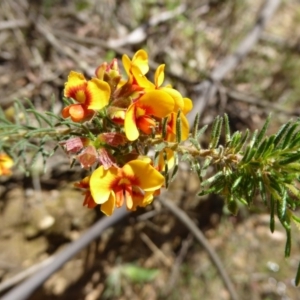 Dillwynia phylicoides at Wee Jasper, NSW - 1 Nov 2017