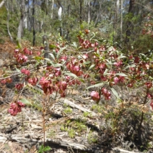 Dodonaea viscosa at Wee Jasper, NSW - 1 Nov 2017