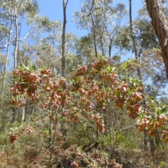 Dodonaea viscosa at Wee Jasper, NSW - 1 Nov 2017