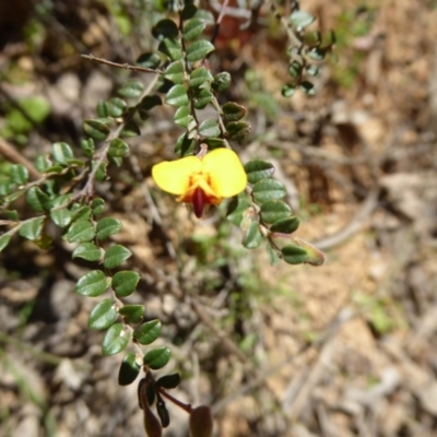 Bossiaea buxifolia (Matted Bossiaea) at Wee Jasper, NSW - 1 Nov 2017 by AndyRussell