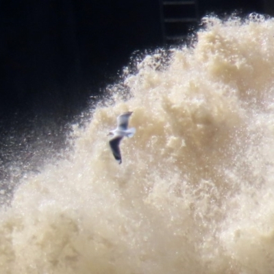 Chroicocephalus novaehollandiae (Silver Gull) at Molonglo Valley, ACT - 24 Aug 2020 by RodDeb