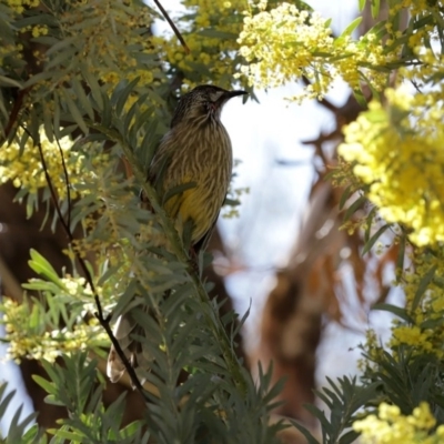 Anthochaera carunculata (Red Wattlebird) at Molonglo Valley, ACT - 24 Aug 2020 by RodDeb